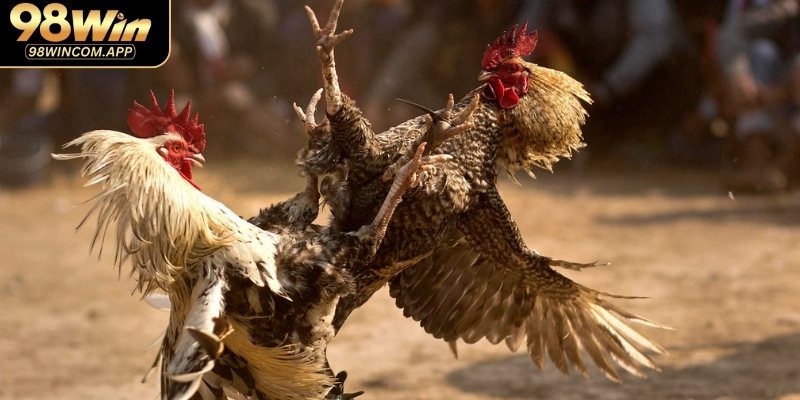 Bí kíp soi kèo đá gà trực tiếp Thomo tại 98WIN