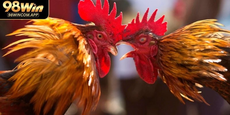 Đá gà trực tiếp Thomo là hình thức cá cược được ưa chuộng trong 2025