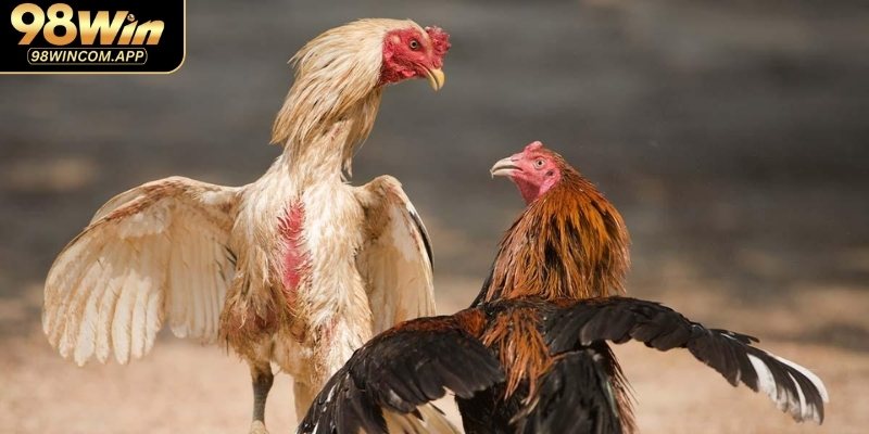 Lý do nên xem đá gà Thomo trực tiếp tại 98WIN